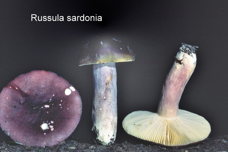 Russula sardonia-amf1736.jpg - Russula sardonia ; Syn1: Russula drimeia ; Syn2: Russula chrysodacryon ; Nom français: Russule sardoine